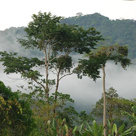 Rainforest-Foundation_2