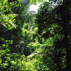Rainforest-Foundation_4