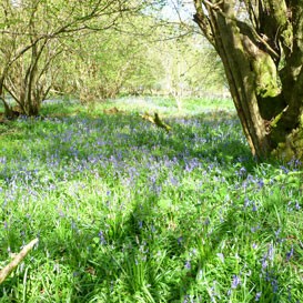 Wychwood_2
