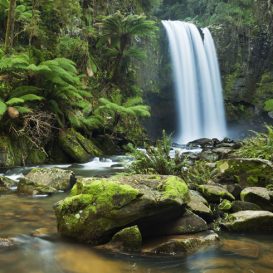Rainforest-Foundation_5a