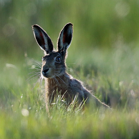 Essex Wildlife Trust