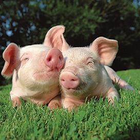 Animal-Aid_5