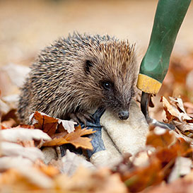 North-Wales-Wildlife-Trust_3