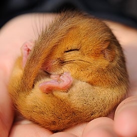 North-Wales-Wildlife-Trust_4