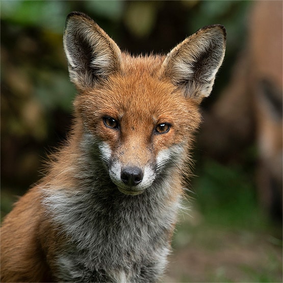 The-Mammal-Society_1 The-Mammal-Society_1
