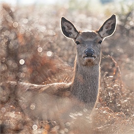 The-Mammal-Society_2