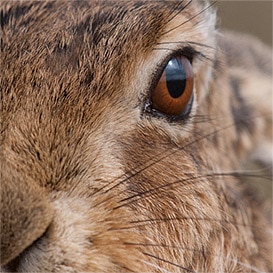 The-Mammal-Society_3