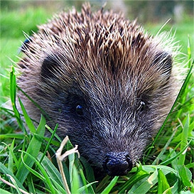 The-Mammal-Society_4