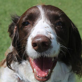 Clymping-Dog-Sanctuary_3