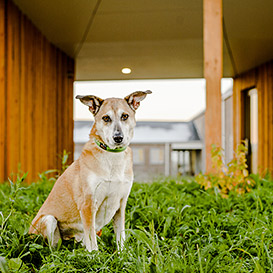 Cotswolds-Dogs-&-Cats-Home_2
