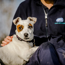 Cotswolds-Dogs-&-Cats-Home_3