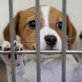 RSPCA-Chiltern_2