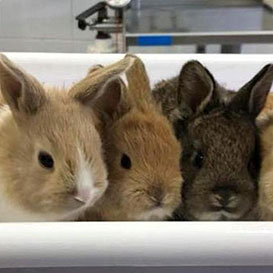 RSPCA-Chiltern_3