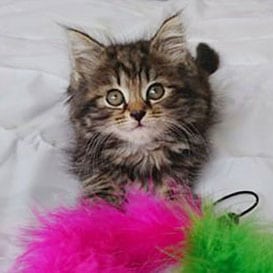 RSPCA-Chiltern_4a