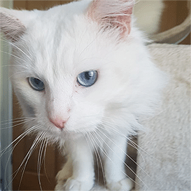 RSPCA-Chiltern_8