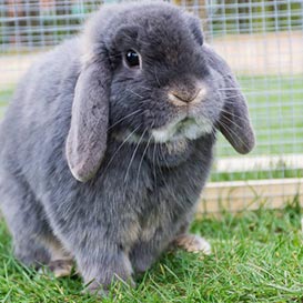 RSPCA-Northamptonshire-2