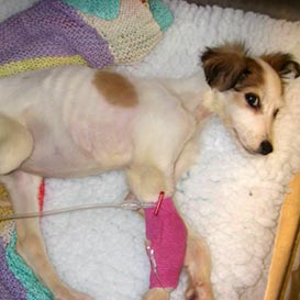 RSPCA-Northamptonshire-5