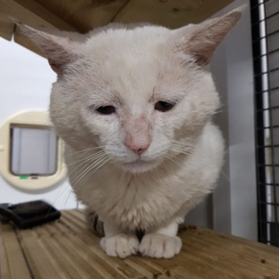 RSPCA-Middlesex_1