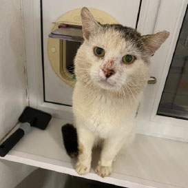 RSPCA-Middlesex_2