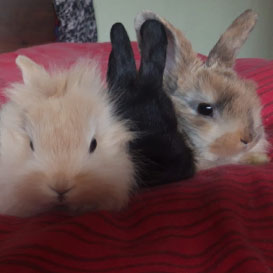 RSPCA-Middlesex_3