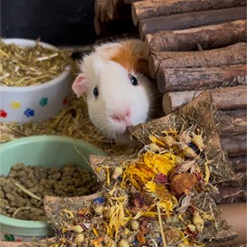RSPCA-West-Dorset_2