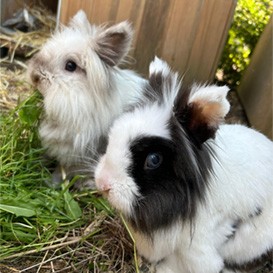 RSPCA-West-Dorset_3