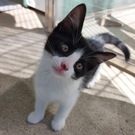 RSPCA-West-Dorset_4