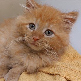 RSPCA-West-Dorset_5